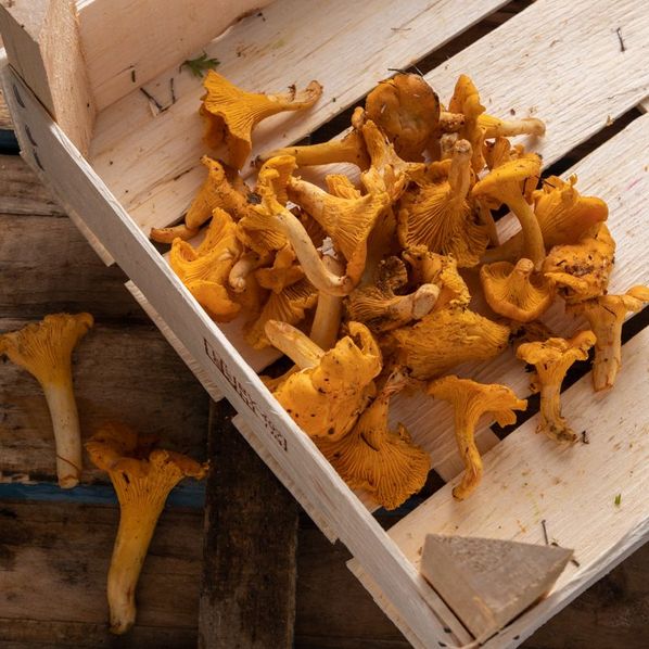 Girolles
